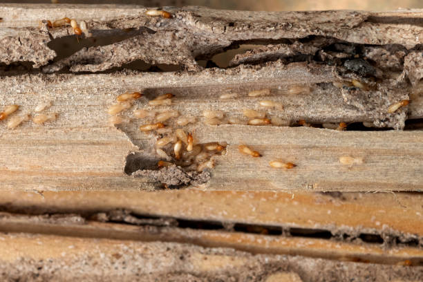 Reliable Englishtown, NJ Pest Control Solutions